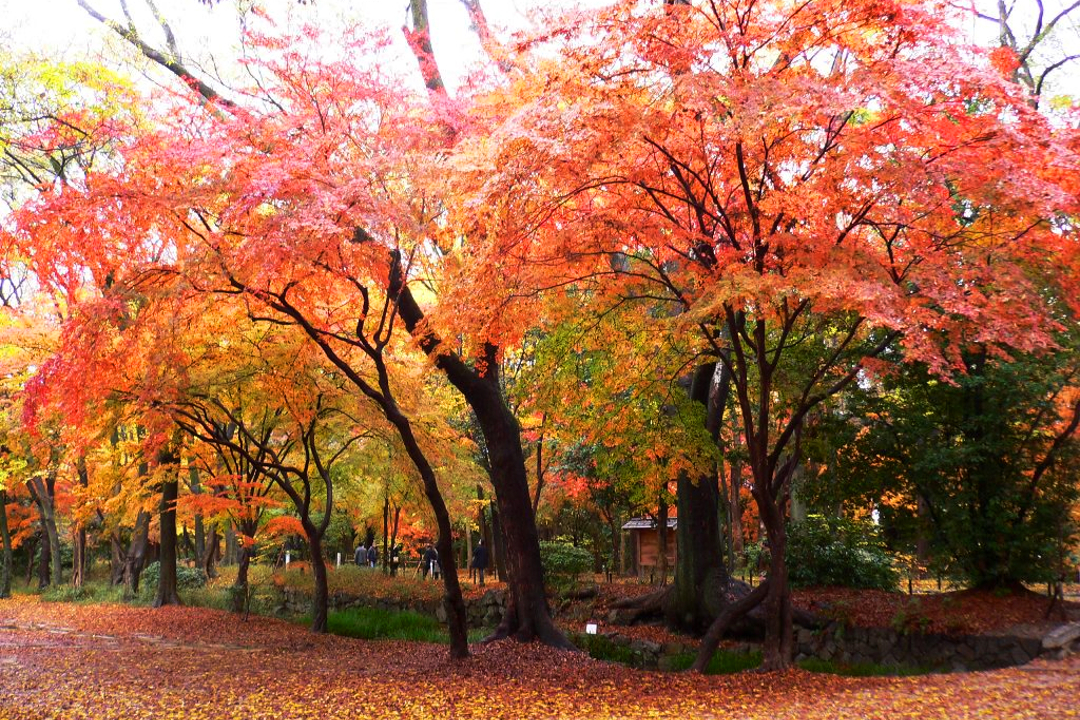 名残の紅葉名所 「 糺の森 」 散策と、田中姓発祥の田中神社ではクジャクも見学。最後は北白川に佇む登録有形文化財の駒井家住宅特別公開へ