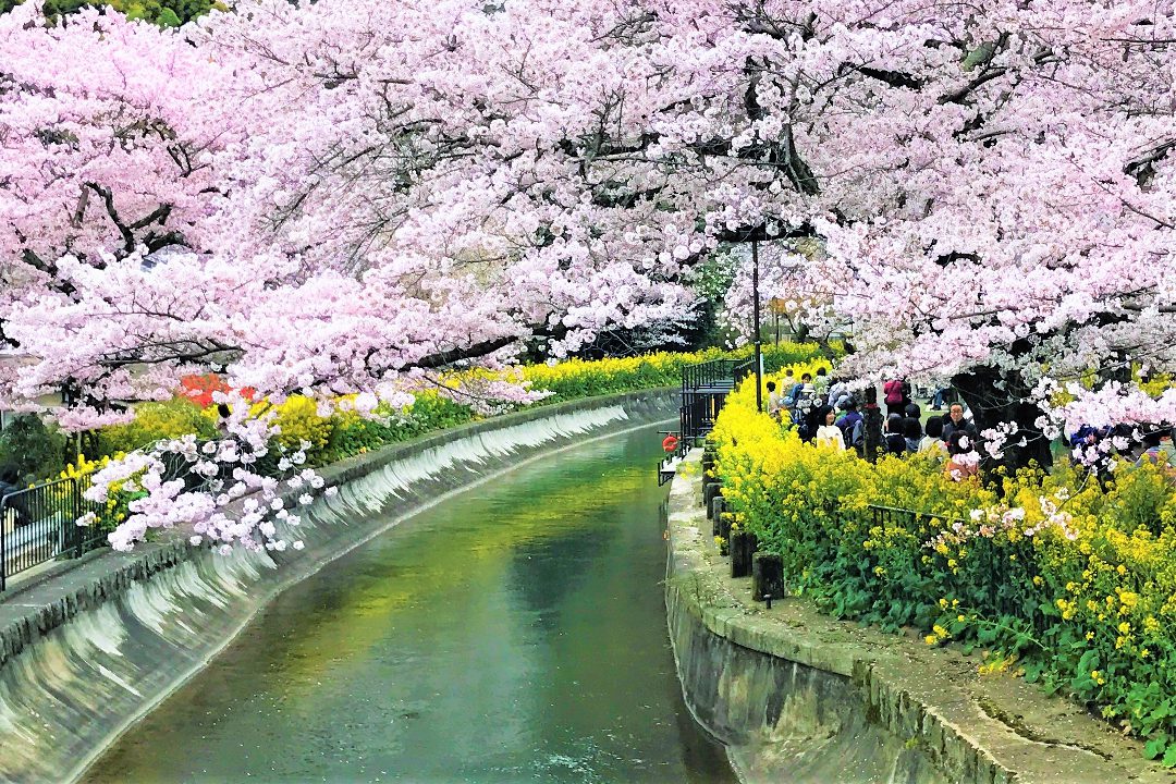 疏水さんぽ フィナーレへ! 京都近代化「 琵琶湖疏水 」遙かな夢の軌跡 桜が彩る“ 水の路 ”古道“ 小関越え ”そして疏水の源“ 琵琶湖 ”へ