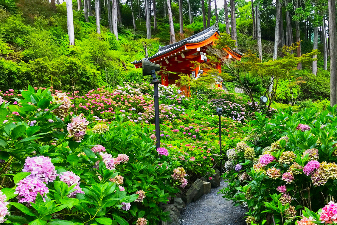 約2万株が咲き誇る関西屈指“ あじさい ”名所「 三室戸寺 」と 紫式部『 源氏物語 – 宇治十帖 – 』ゆかりの社寺&石碑めぐりへ