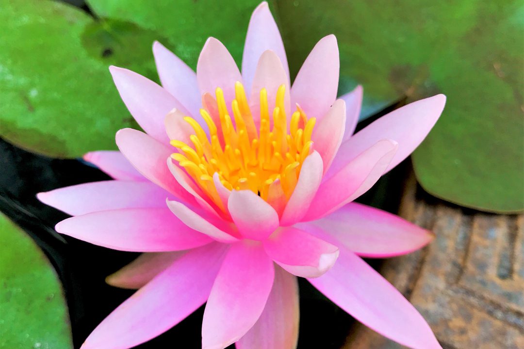 新緑の南禅寺と初夏の花が咲く平安神宮・神苑