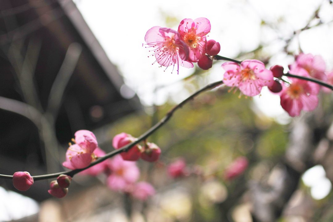 第2回【 平安時代を支えた名僧 】~朝廷と名僧の深い関係~