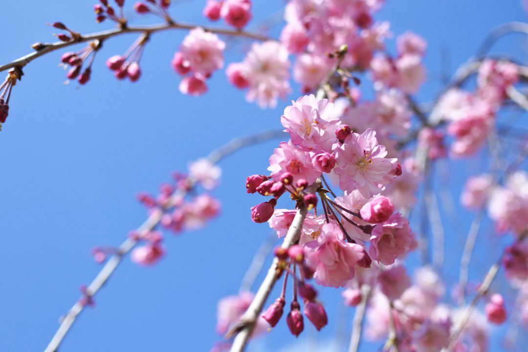 第1回【 藤原兼通VS藤原兼家 】~貴族の覇権をめぐる争い~