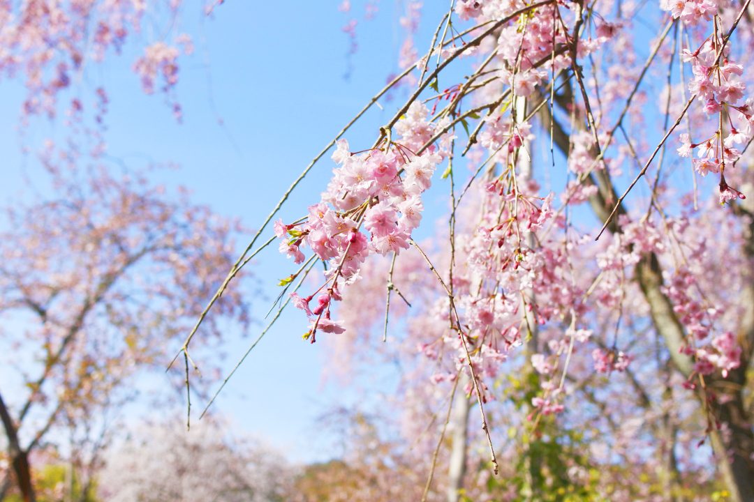 第3回 必見!天皇家ランキング!