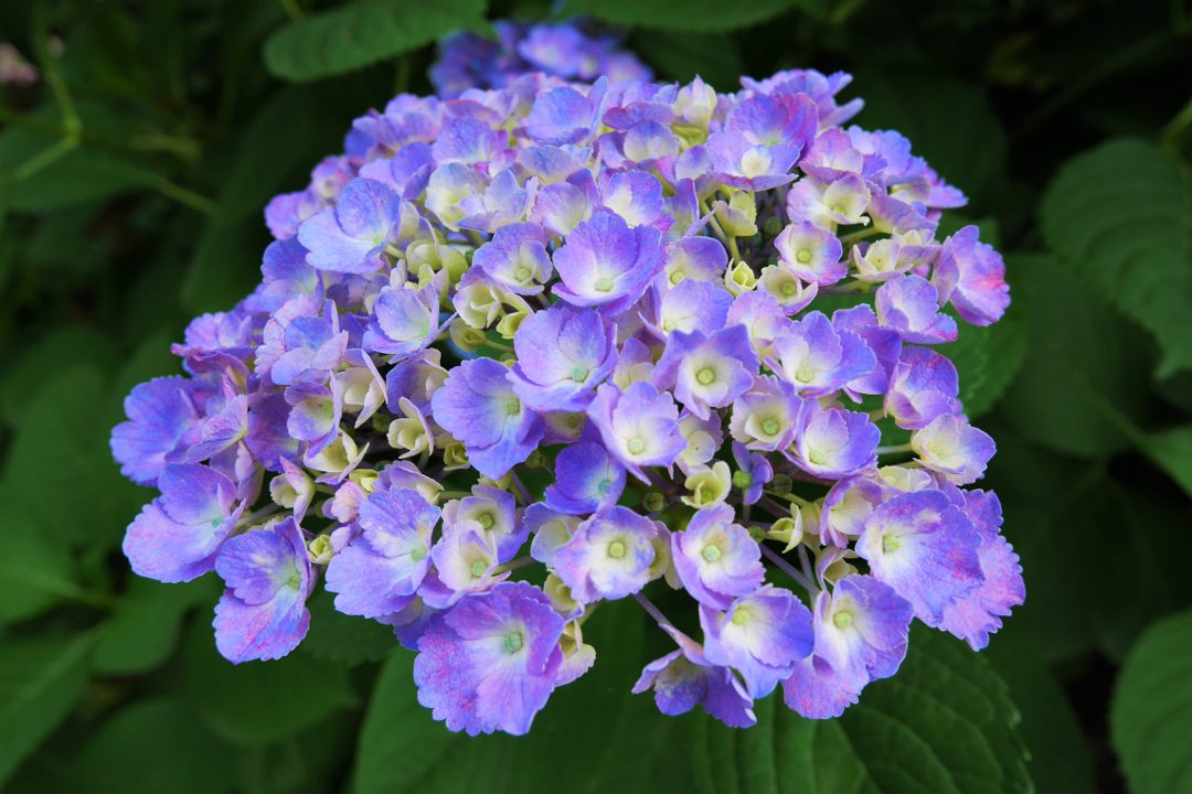 今こそ天下の名勝「 嵐山 」、とっておきの散策へ