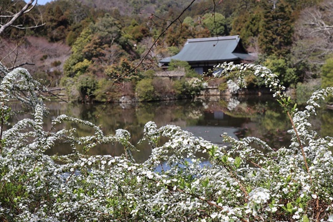 京の冬の旅、123年ぶり「 龍安寺 」へ帰還した襖絵「 芭蕉図 」初公開 !「 等持院 」霊光殿で最後の将軍・足利義昭など室町歴代将軍像の拝観へ