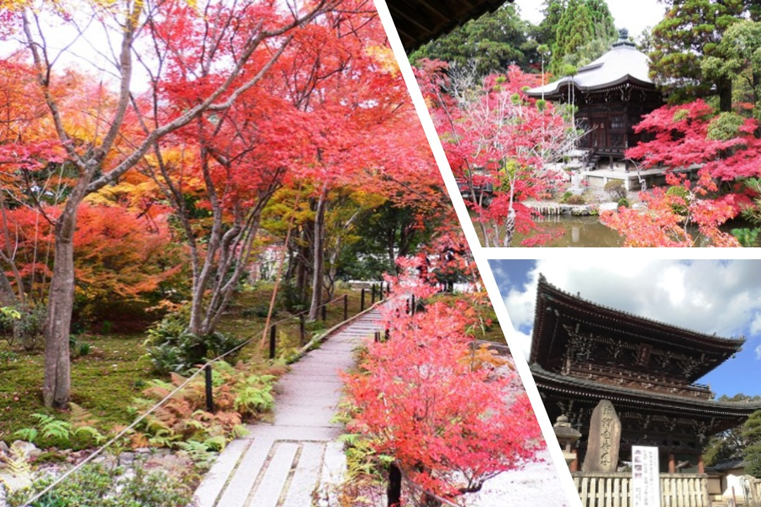 【「京の花たび」第137弾】秋本番の京都!風情ある嵯峨野を訪れ、清凉寺では 「光源氏写しの阿弥陀」と呼ばれる国宝の「阿弥陀三尊」を特別拝観!隠れた紅葉の名所で、境内全域が紅葉に包まれる「宝筐院」にも立ち寄ります。