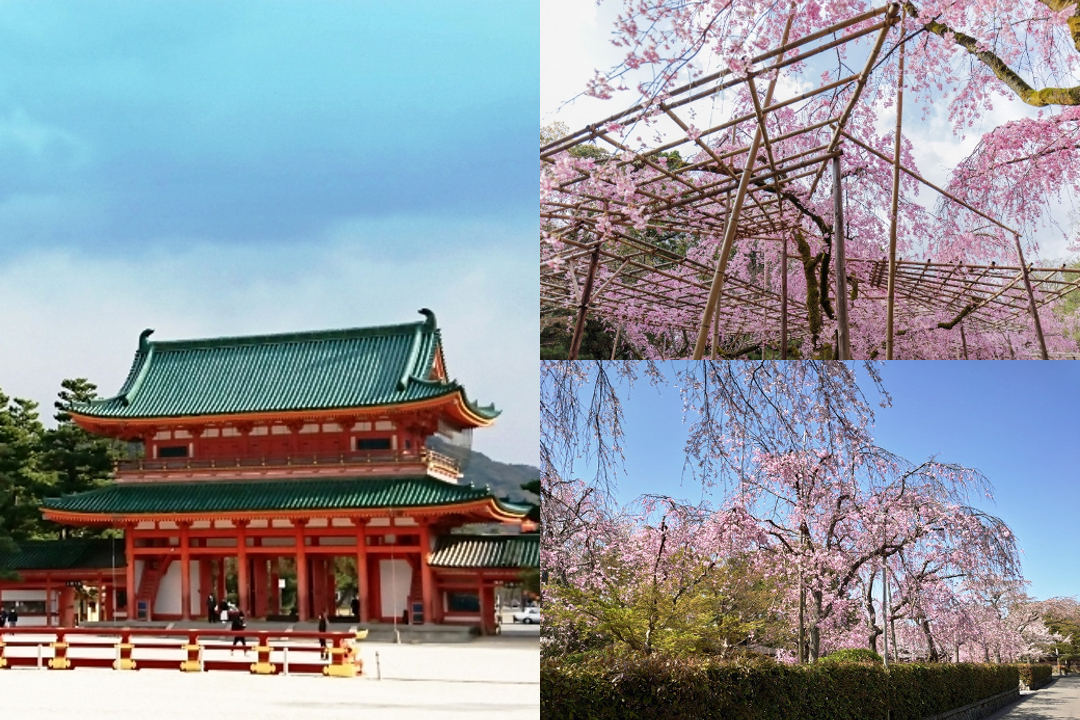 「花たび」第132弾 春爛漫の京都!琵琶湖疏水沿いを歩いて平安神宮へ。 神苑では「紅枝垂れ桜」、小川治兵衛の池泉回遊式庭園を見学。その後は、野村別邸の「隠れた紅枝垂れ桜」へも足を延ばします。 旅の終わりは、「花伝」で春の味覚をお楽しみください♪