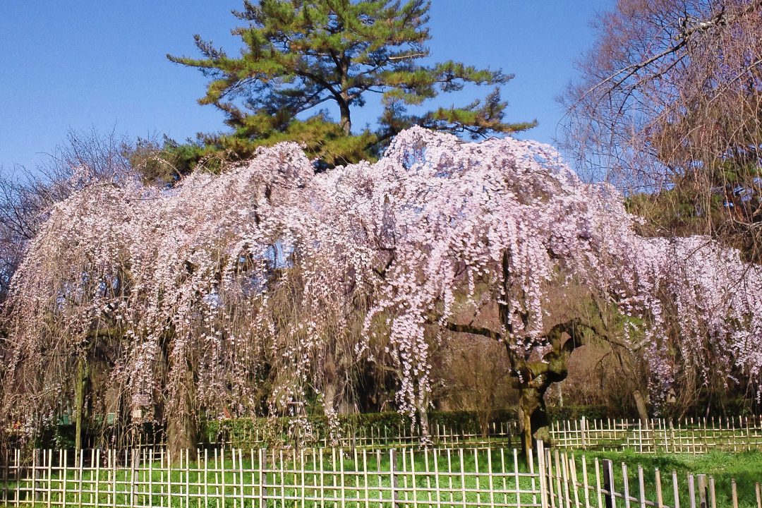 本満寺のしだれ桜と 近衛邸跡の桜の競演 春を寿ぐ出町柳さんぽ