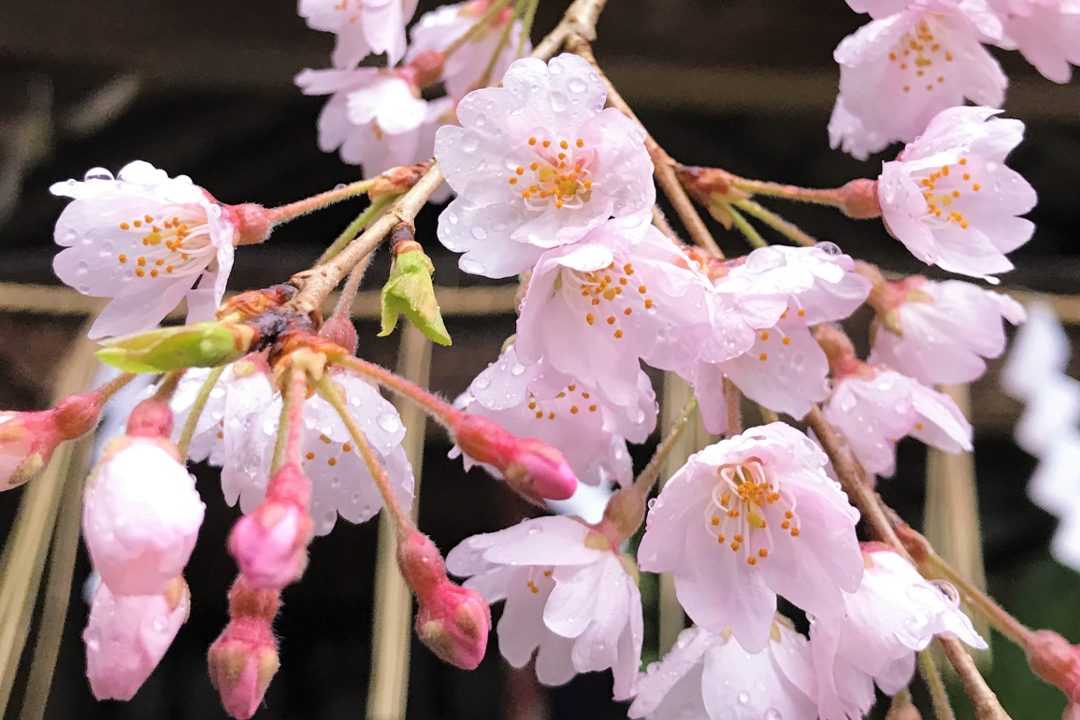 ひっそりと咲く秘密の桜 探して歩く御寺への道 春浪漫の東山さんぽ