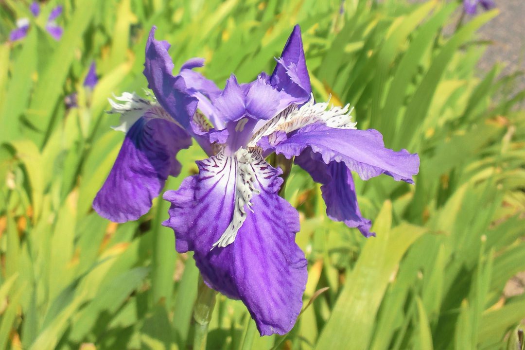 京情緒あふれる祇園から白川のせせらぎに耳を傾け特別公開のイチハツの寺へ
