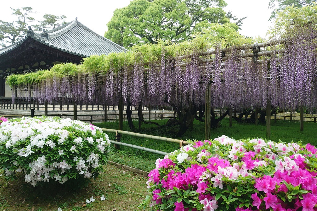 『源氏物語』の舞台となった宇治へ 藤棚が見ごろの平等院と「早蕨の道」
