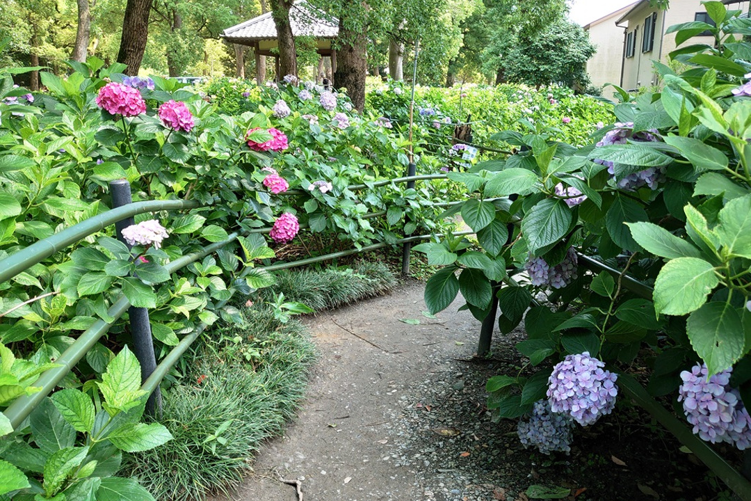 藤森神社3000株の「あじさい苑」と 伏見大仏特別拝観と深草、墨染さんぽ