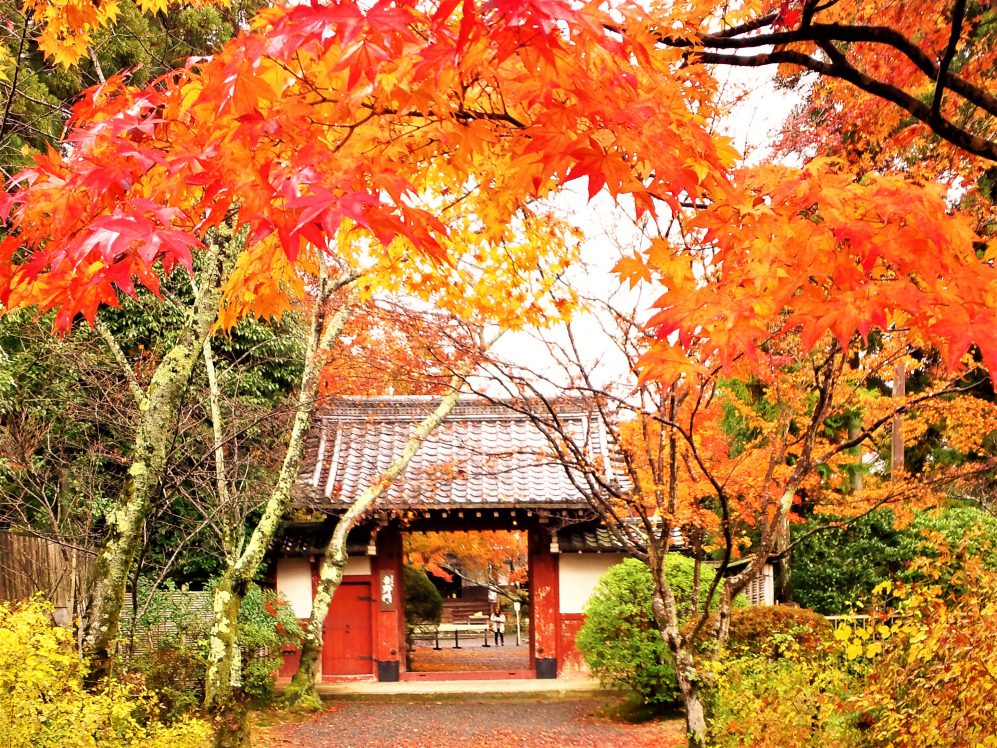 しょうざん紅葉庭園と鷹峯紅葉と西の鯖街道