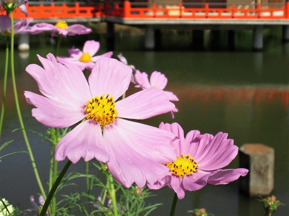 特別公開の海住山寺と幻の都・恭仁京を歩く