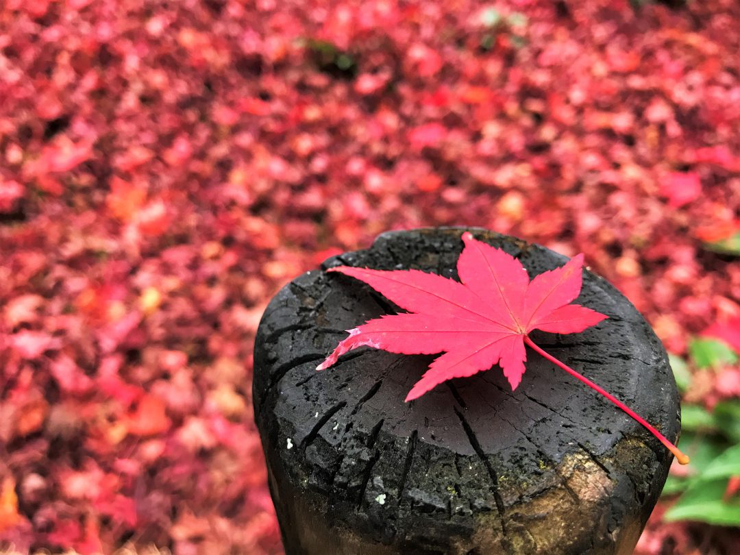 第10回【 平安時代と娯楽指南 】~平安時代をどう楽しむか~