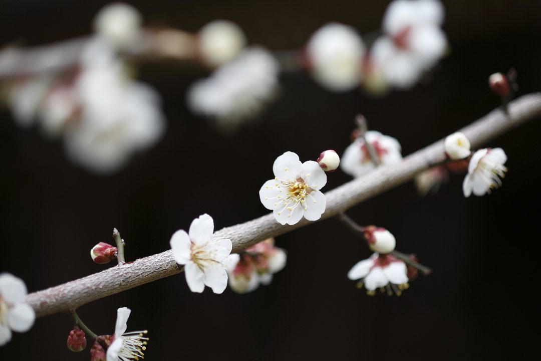 かぐわしい梅の花を愛で梅宮大社「梅・産祭」から竹林の美しい地蔵院へ