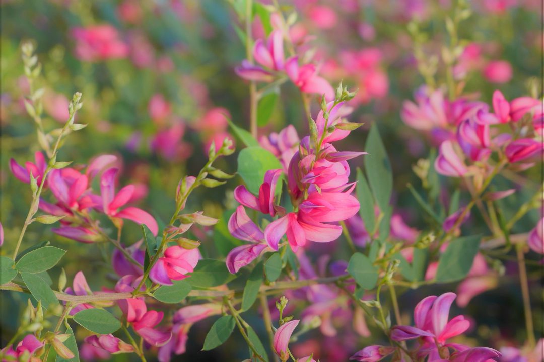 初秋を彩る「萩」の季節 常林寺と梨木神社めぐり 秋風の拾翠亭庭園見学へ