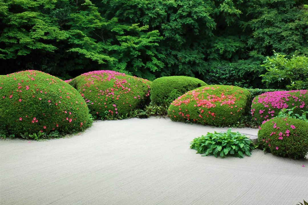文化人が愛した花鳥風月 比叡山麓の寺院で眺める 初夏にサツキが彩る名庭