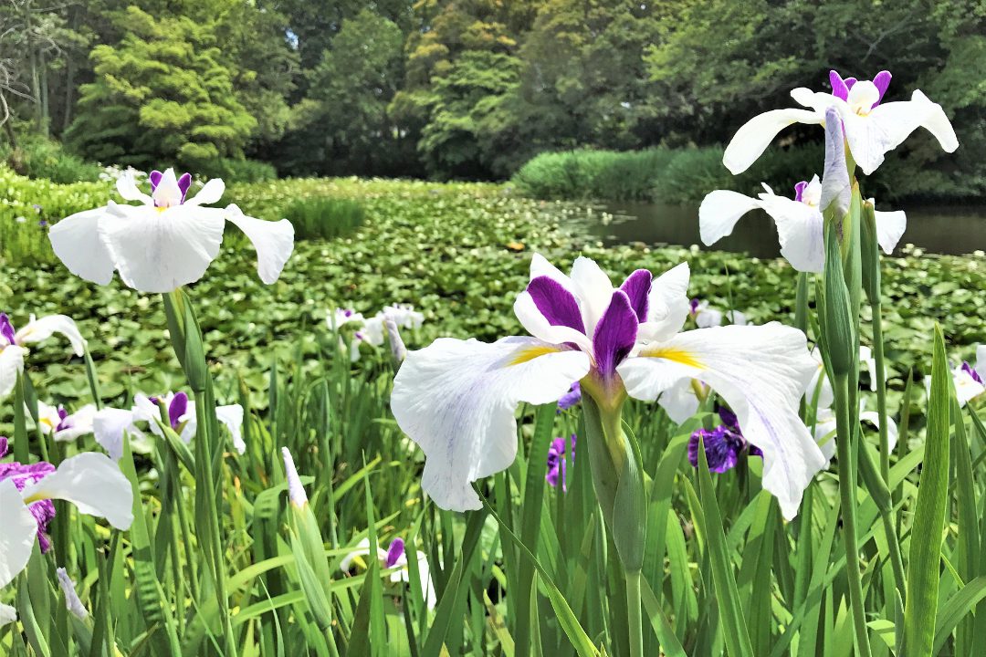 勧修寺で愛でる花菖蒲 山科に秘められた歴史と秀吉公が崇敬した八幡宮