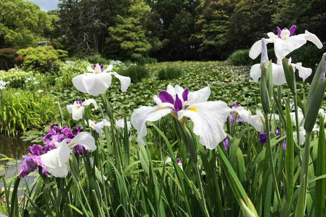 醍醐に秘められた歴史と小野小町に隠された真実 そして花が咲く勧修寺へ
