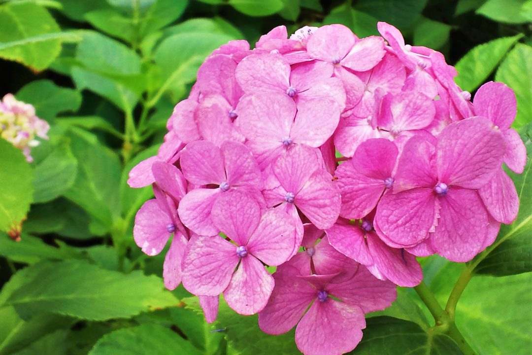 関西屈指の紫陽花の名所 一万株が咲く三室戸寺と源氏物語ゆかりの宇治へ