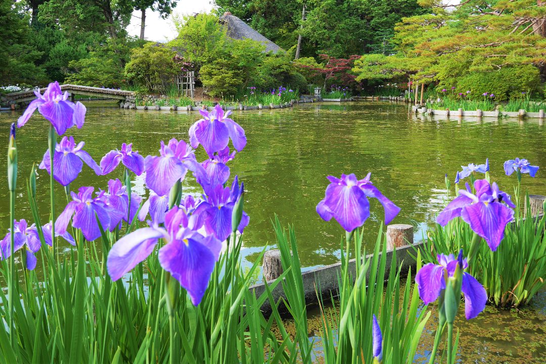 新緑「竹の寺」地蔵院と美しい花菖蒲が池を彩る梅宮大社の神苑さんぽへ
