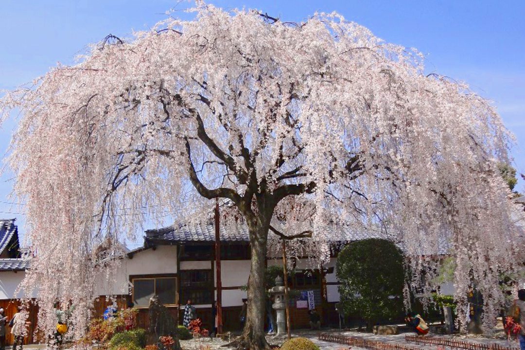 早咲きから隠れ名所まで圧巻の桜づくしさんぽと御所雲月のランチ懐石へ