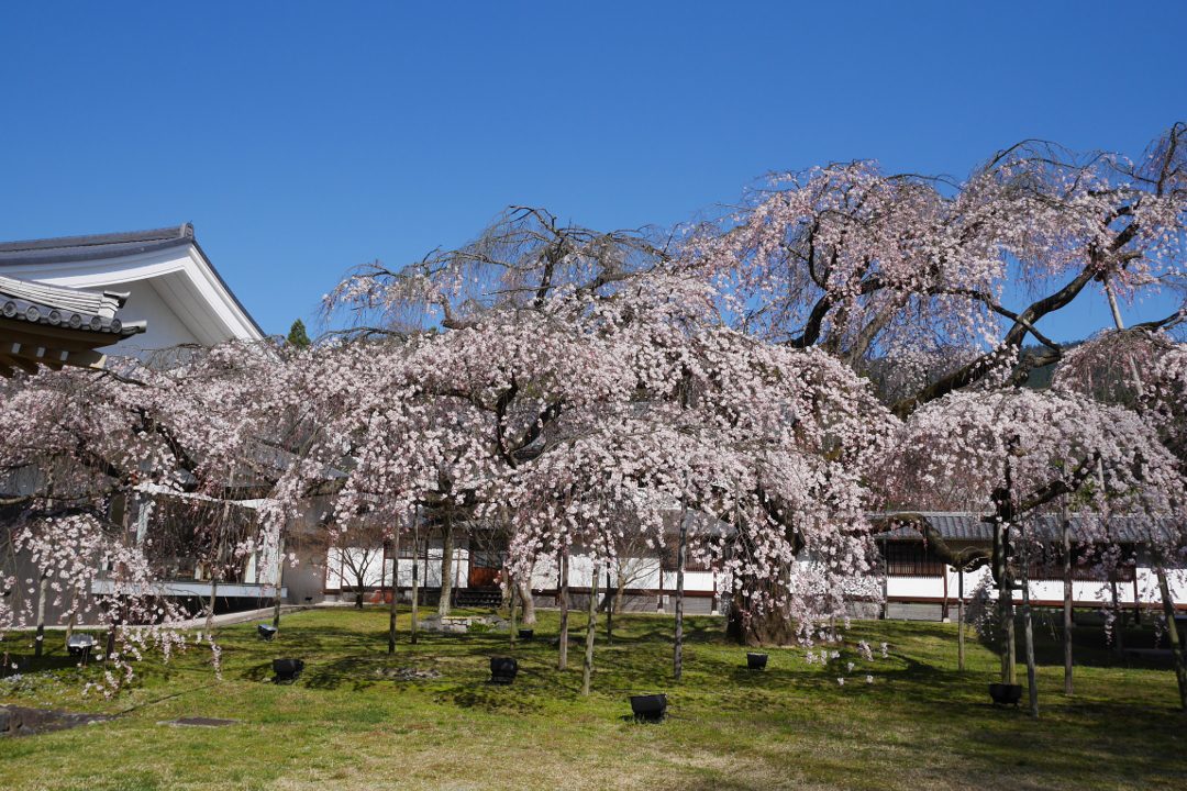 春色の世界遺産・醍醐寺 三宝院の特別名勝庭園と密教美術の霊宝館へ