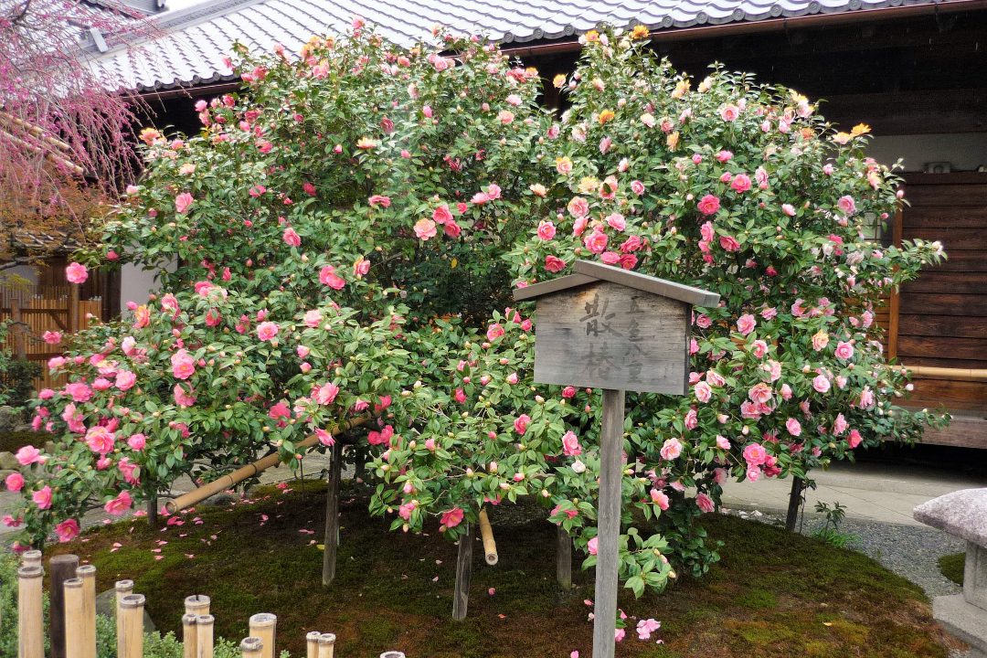 あでやかな美しさにため息 はらりと散る「椿寺」の五色八重散り椿と桜の競演