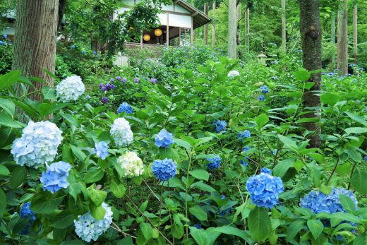 清々しい紫陽花が咲き彩る 大原三千院の名庭めぐりと建礼門院ゆかりの寂光院 オウンドメディア