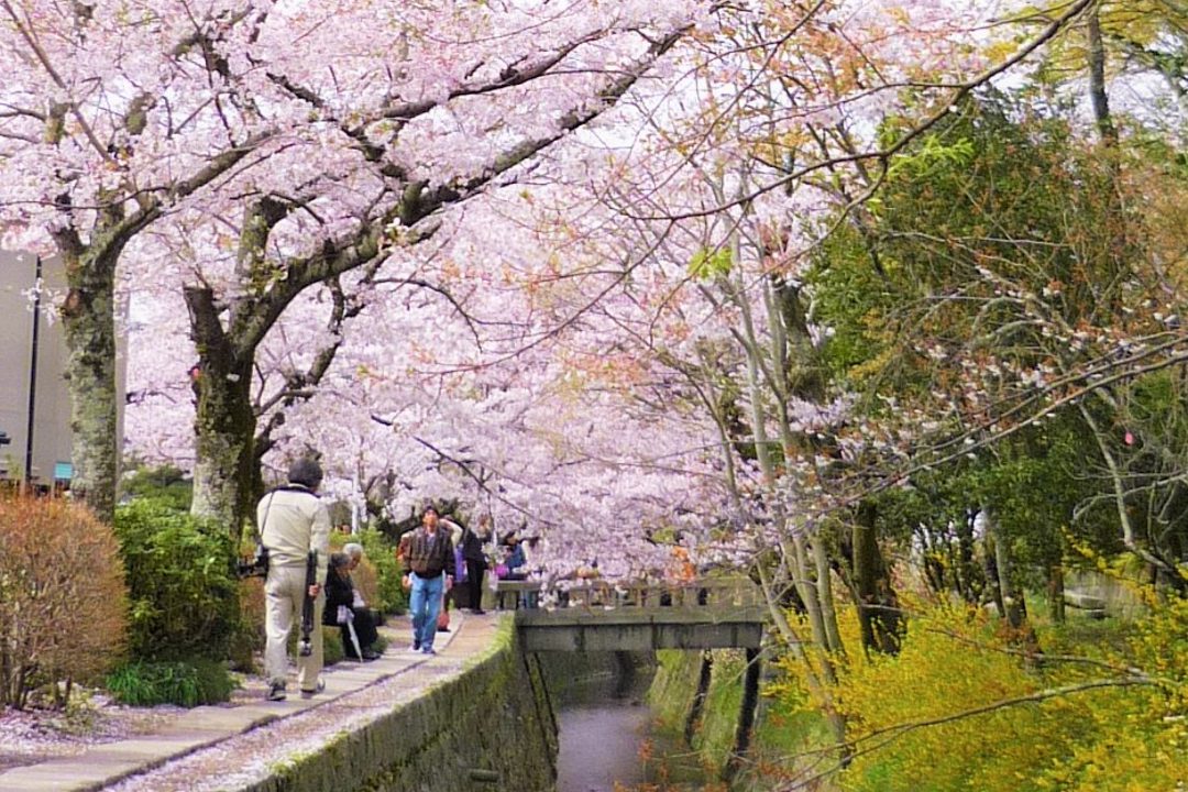 桜咲く南禅寺東山さんぽ 明治の教育者・新島襄と妻の八重が眠る鹿ヶ谷へ