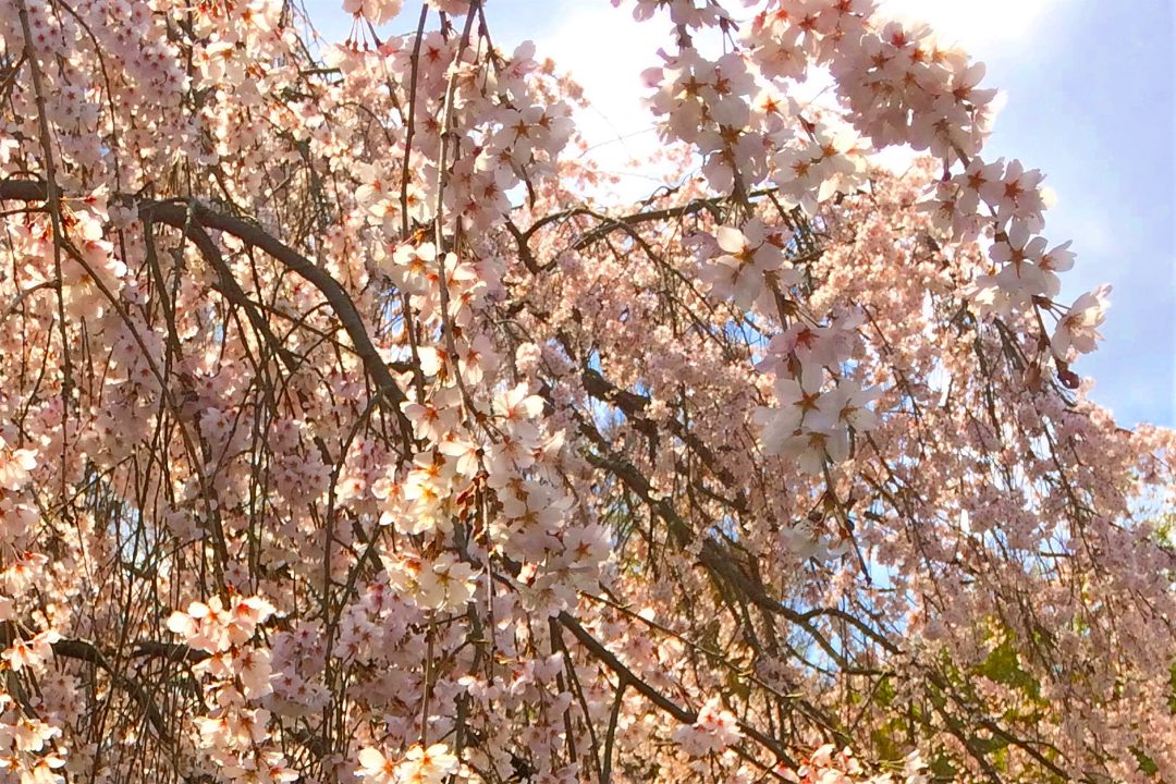 桜が咲き誇る毘沙門堂と大正ロマンの香り漂う食事処で会席ランチを♪