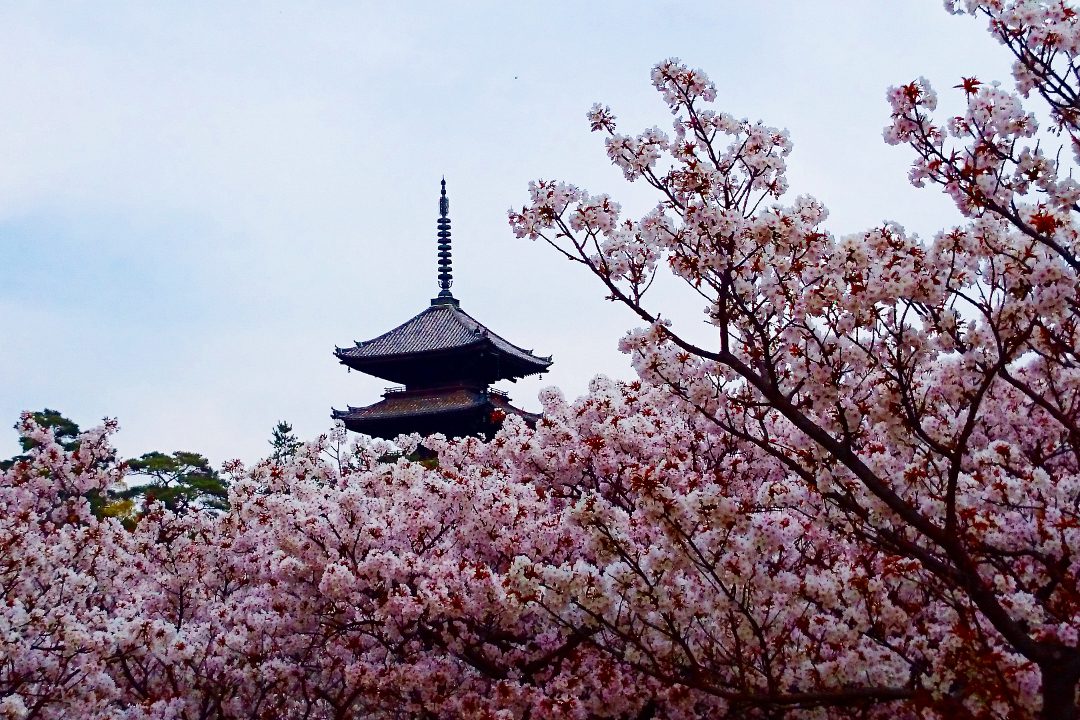 遅咲き桜の仁和寺から桜が乱舞する平野神社へ 洛西屈指の桜名所めぐり