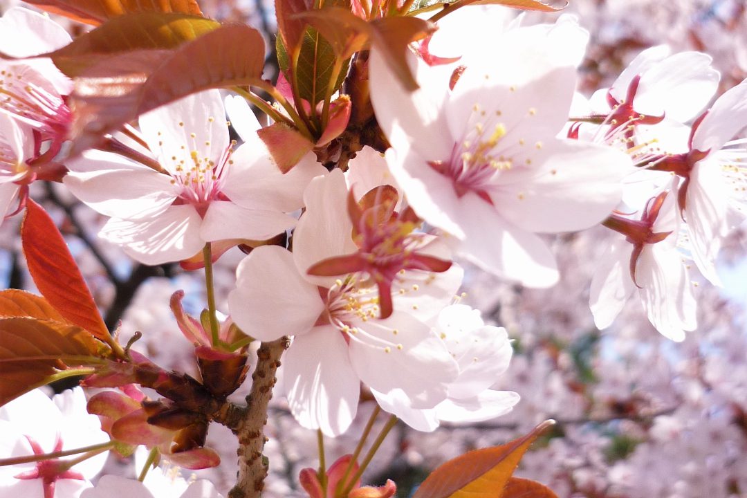 大河ドラマ『麒麟がくる』 織田信長の阿弥陀寺本廟と戦国史を探る桜さんぽへ