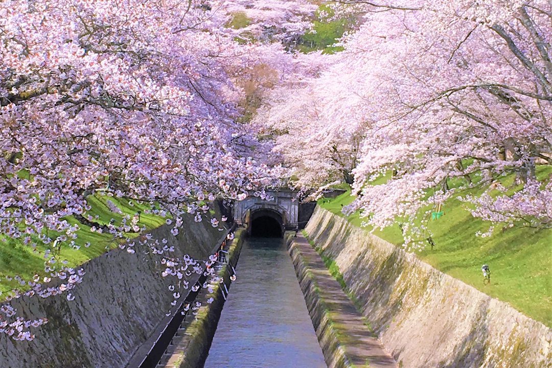 伽藍を彩る桜にうっとり 湖国の古刹三井寺へ 秘仏如意輪観音も御開帳