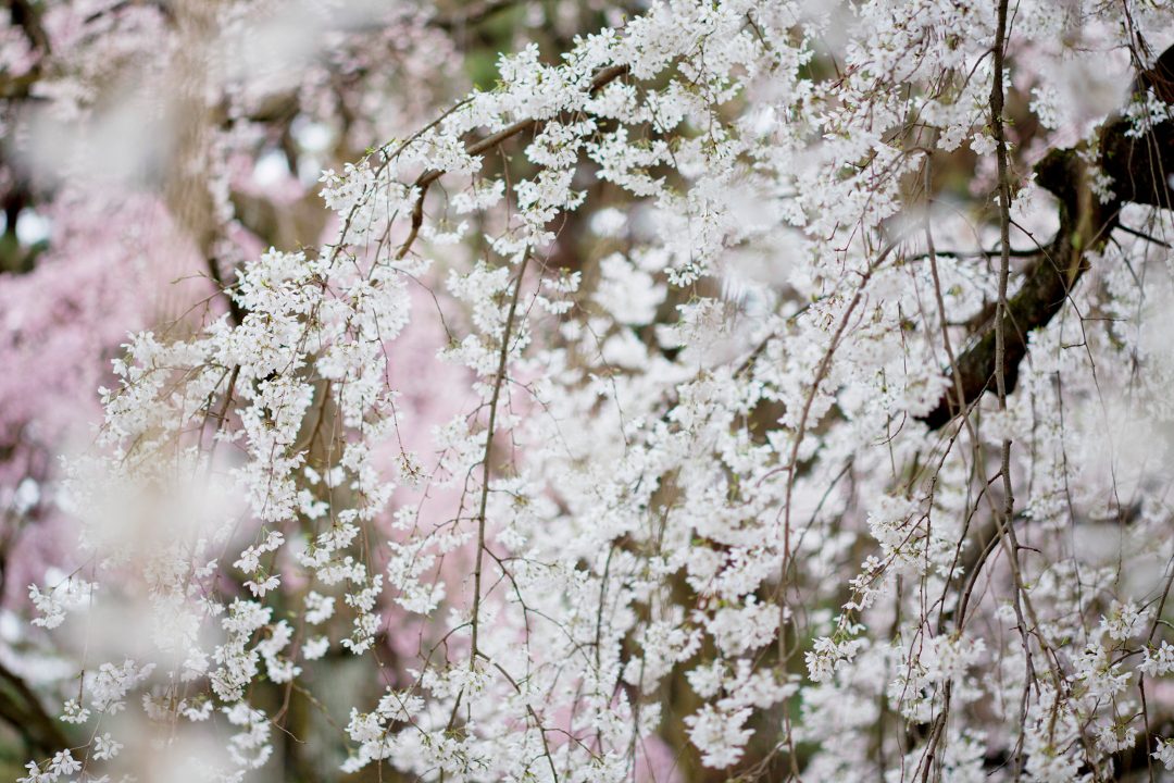 いにしえの歌人が愛した桜が咲き誇る西山の古刹十輪寺と勝持寺へ