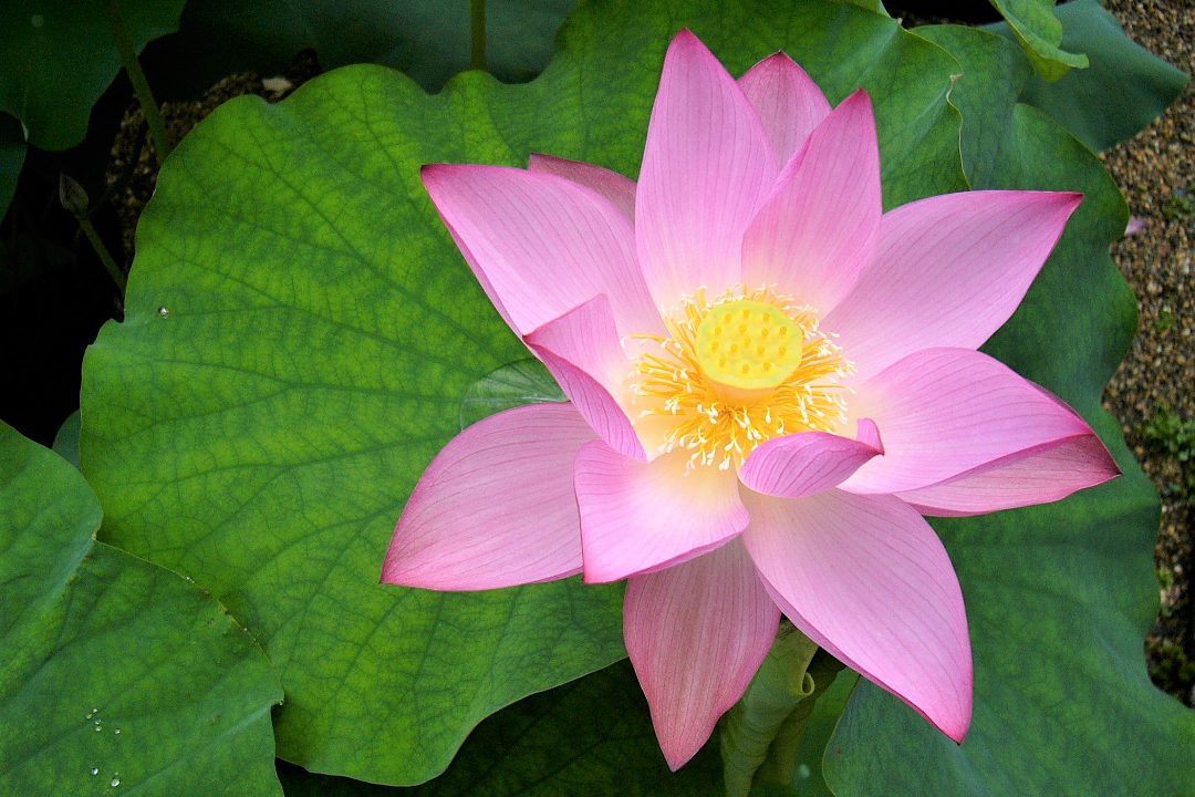 大輪の蓮の花が咲き競う法金剛院の浄土庭園から妙心寺の探幽筆雲龍図へ