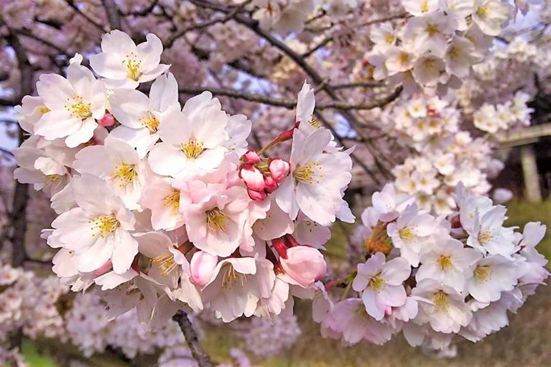 第1回 【名門土岐氏と斎藤道三】~光秀誕生~