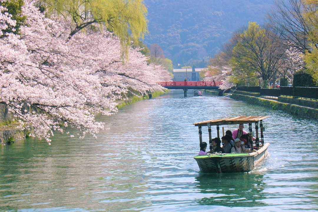 都と外京を結ぶ「二条通」 院政の拠点・白河院跡と桜花爛漫の平安神宮へ