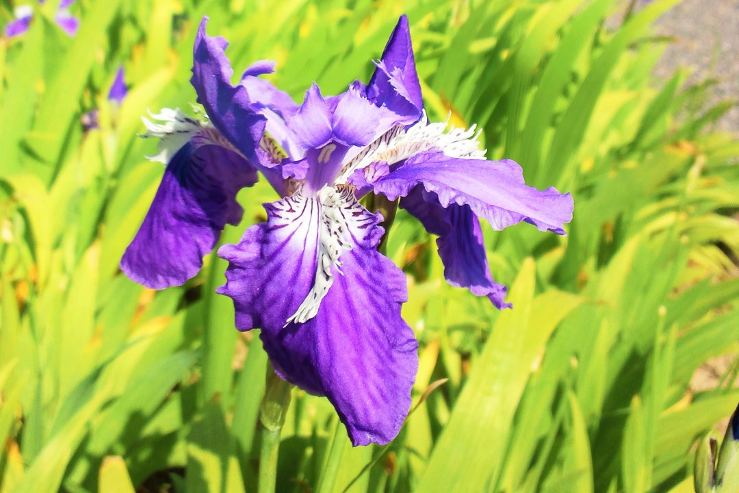 青蓮院の霧島ツツジと一初が咲く得浄明院のまっくら!戒壇巡りへ