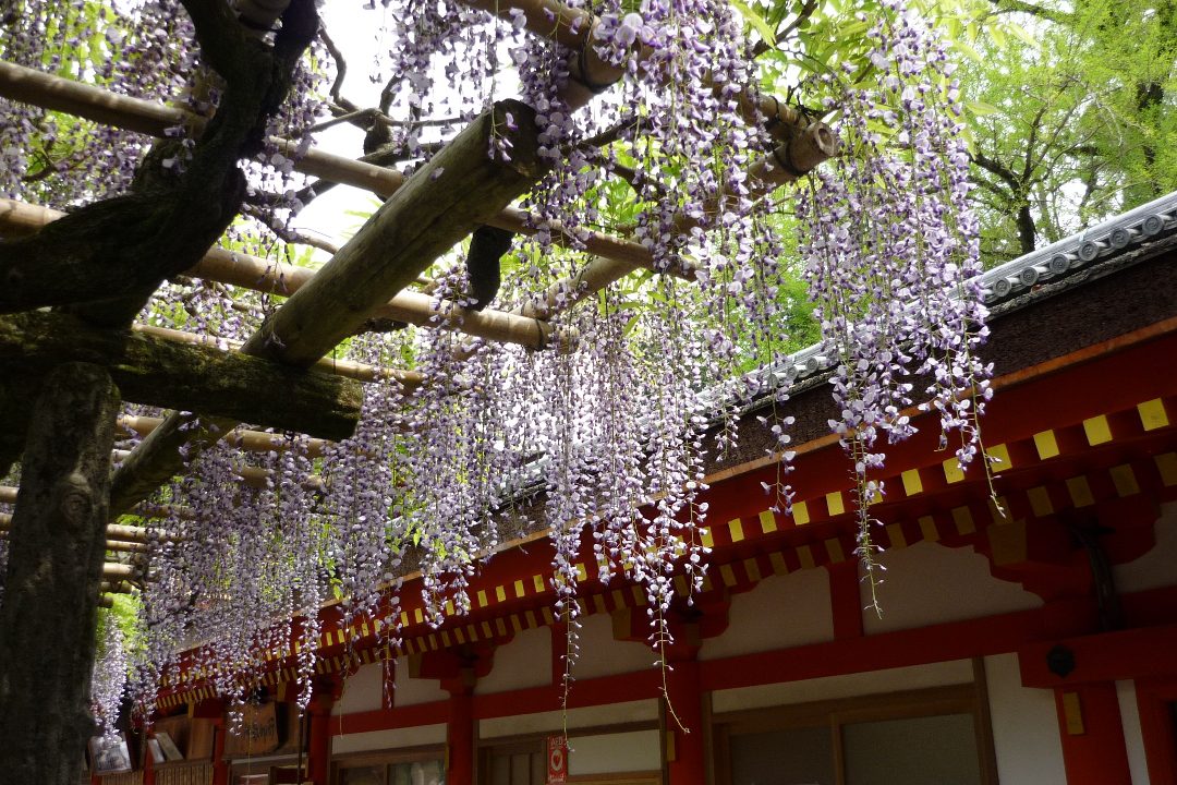 藤が咲き誇る春日大社と万葉植物園から元興寺へ ならまち界隈ぶらり散歩