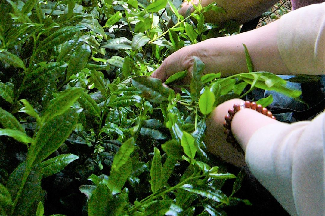 吉田銘茶園の茶摘み体験 宇治茶作りの特別見学と豪族・巨椋氏の歴史散策へ