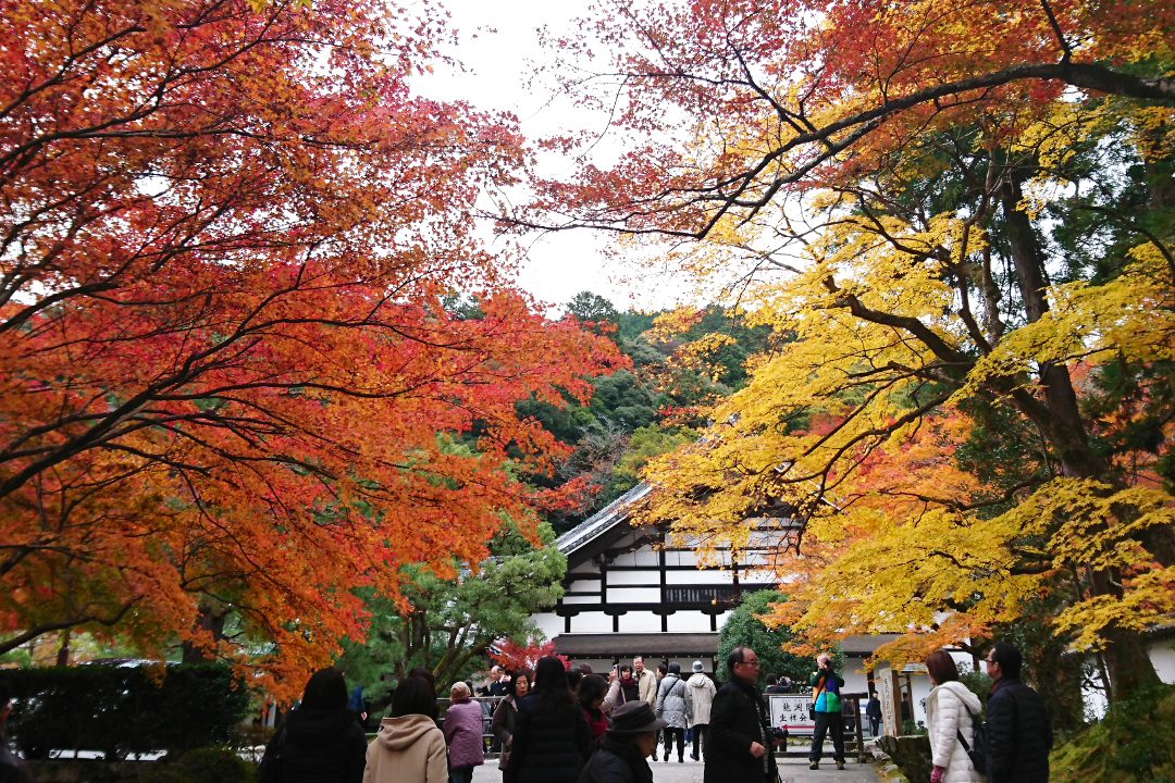 東山紅葉の競演を満喫!秋の特別公開・霊鑑寺と風雅な建築美の和中庵へ