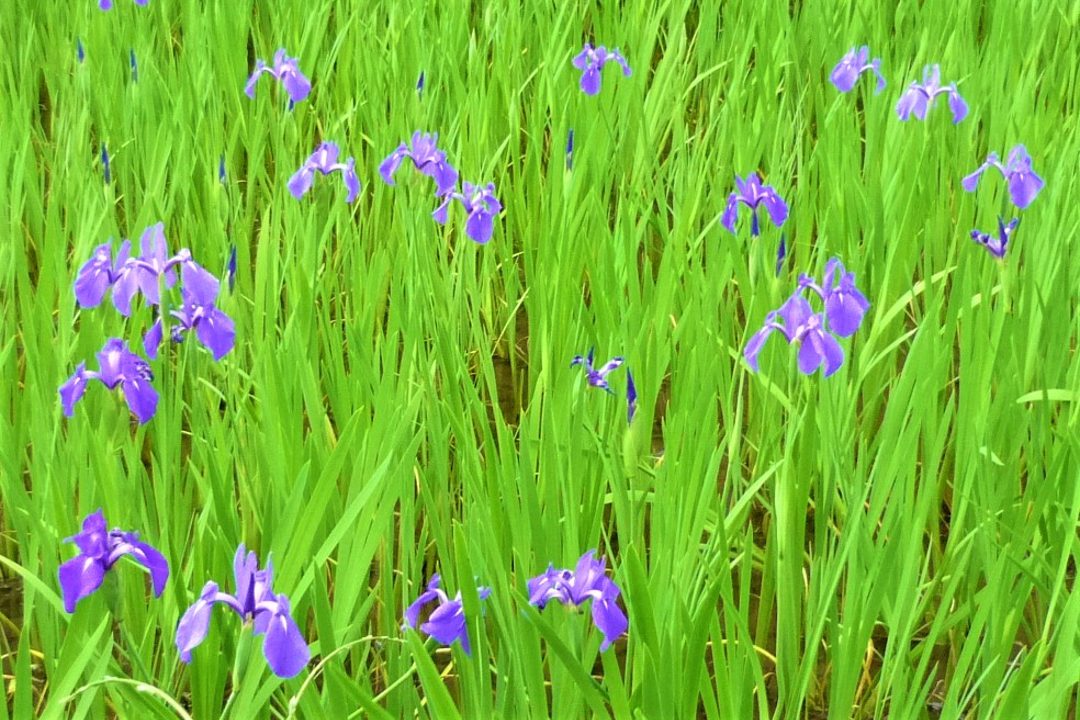 大田神社のカキツバタと上賀茂神社の社家町へ 社家・梅辻家の特別見学