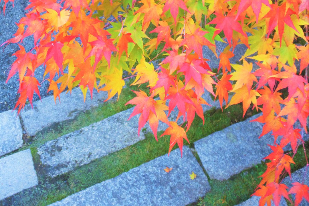 第1回【 淀殿VS崇源院 】~戦国時代にしたたかに生きた~(10時開始)