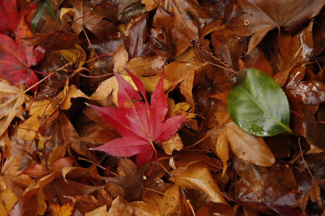 花街の路地裏巡り 先斗町と祇園を歩き 紅葉と甘味を楽しもう♪