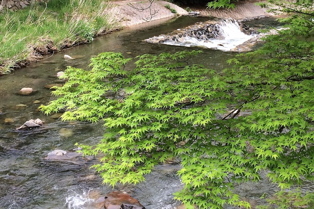 新緑まぶしい比叡山麓 古代豪族小野氏の拠点と蓮華寺から三宅八幡宮へ