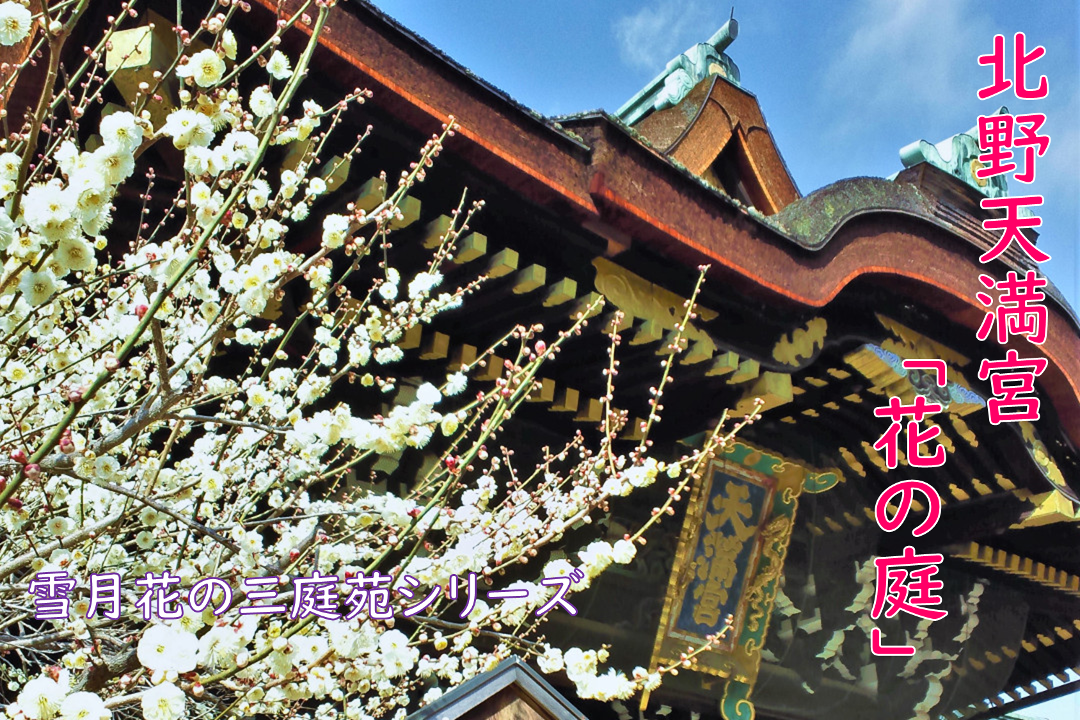 雪月花三庭苑のひとつ「 花の庭 」道真公が愛した“ 梅 ”が咲き誇る 京情緒あふれる花街「 上七軒 」でいただく京料理「 おかもと紅梅庵 」